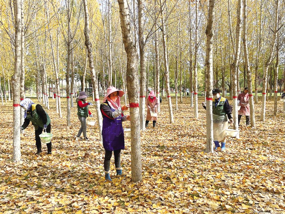 养护人员在庆阳市城市海绵运动绿地对树木涂白