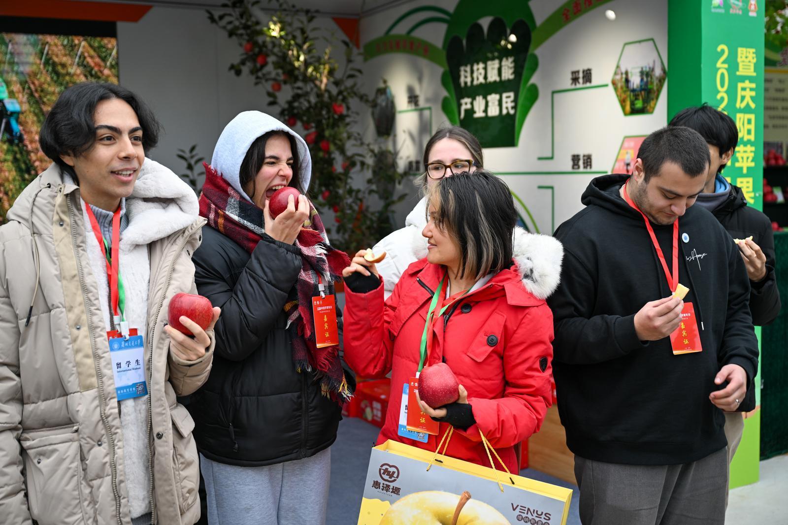 【摄影报道】庆阳福地苹果红  天赐瑞果迎宾朋