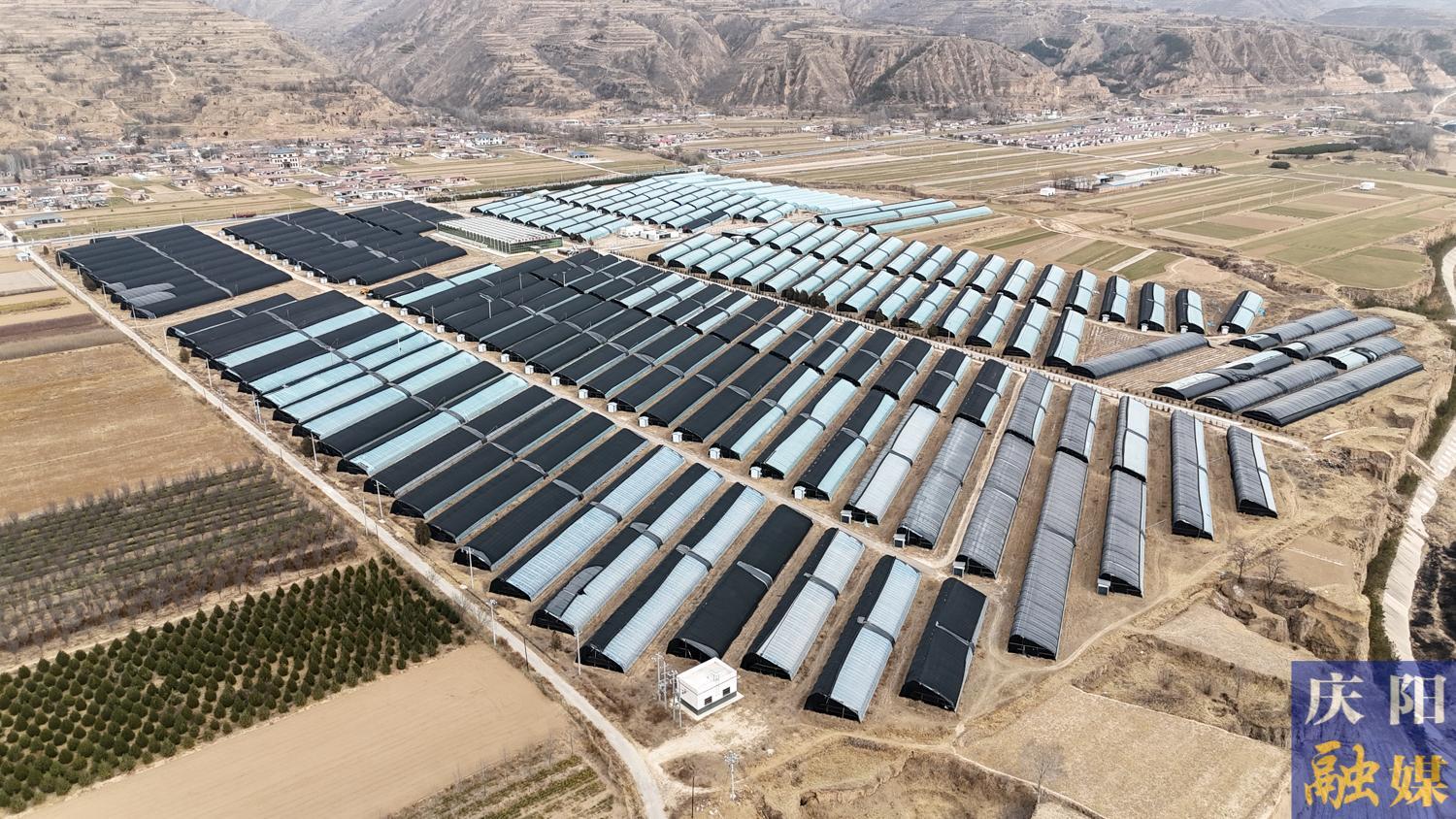 【摄影报道】镇原开边：人参果丰产 产销两旺迎新春