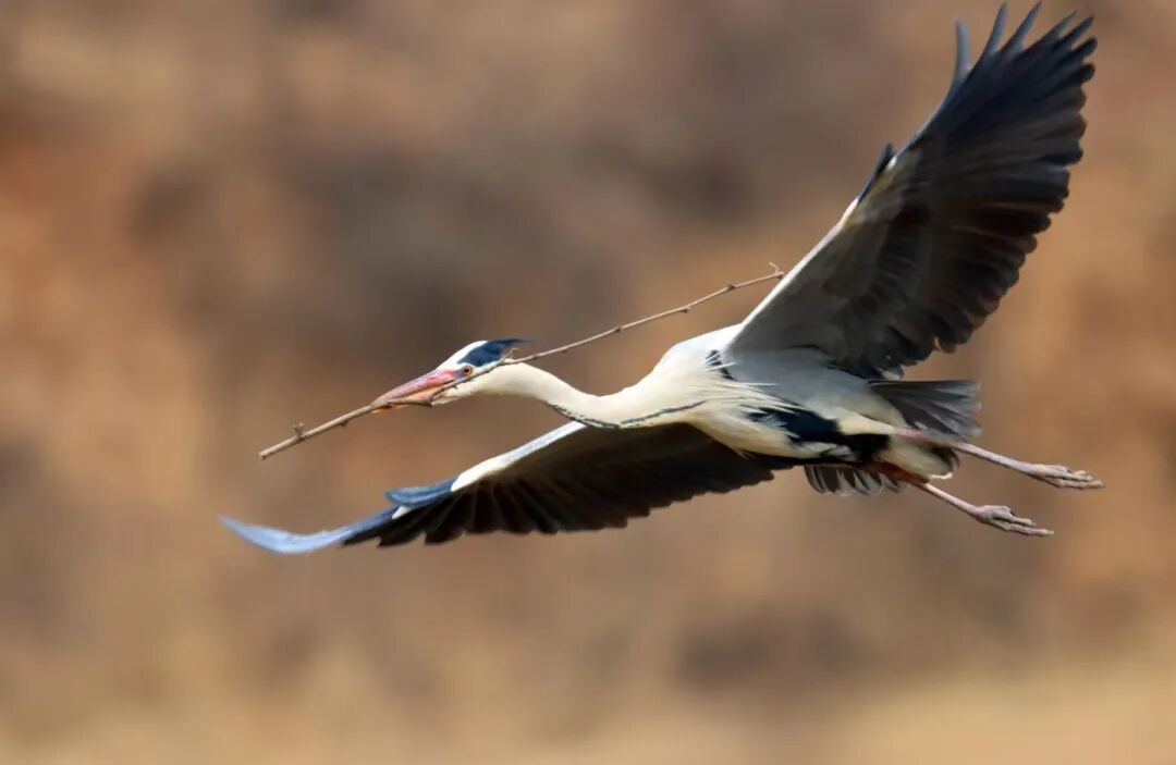 【摄影报道】春归合水 苍鹭翩至——合水县太白镇迎来苍鹭归巢盛景
