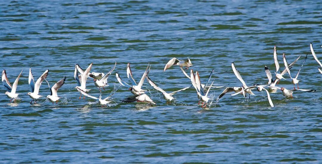 筑牢生态屏障 书写绿色答卷