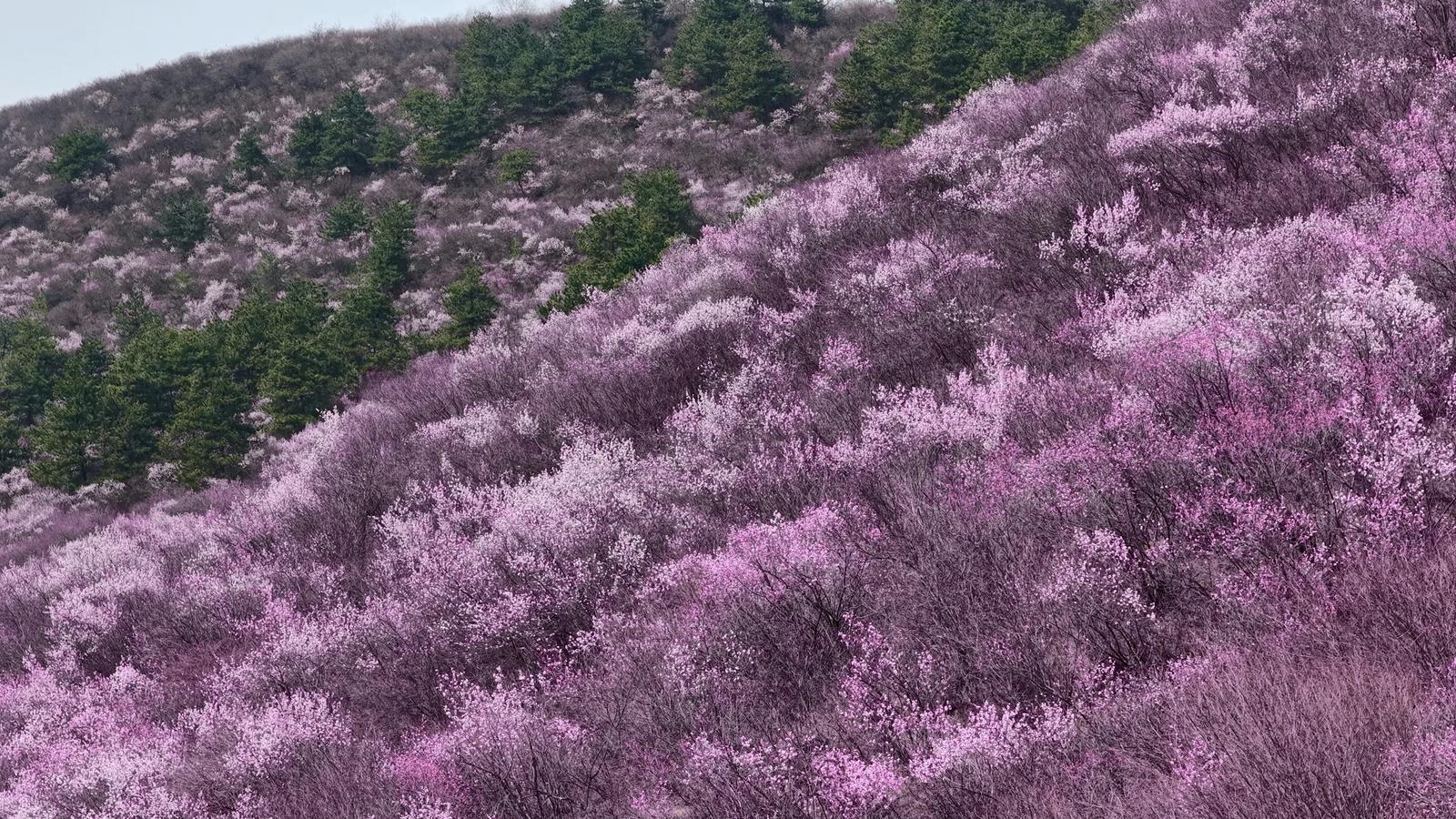 【摄影报道】正宁县孟河三道湾：桃花绽艳醉春风