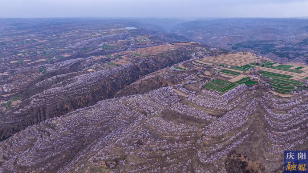 【摄影报道】绝美出圈！红杏枝头春意闹，庆阳春色已倾城