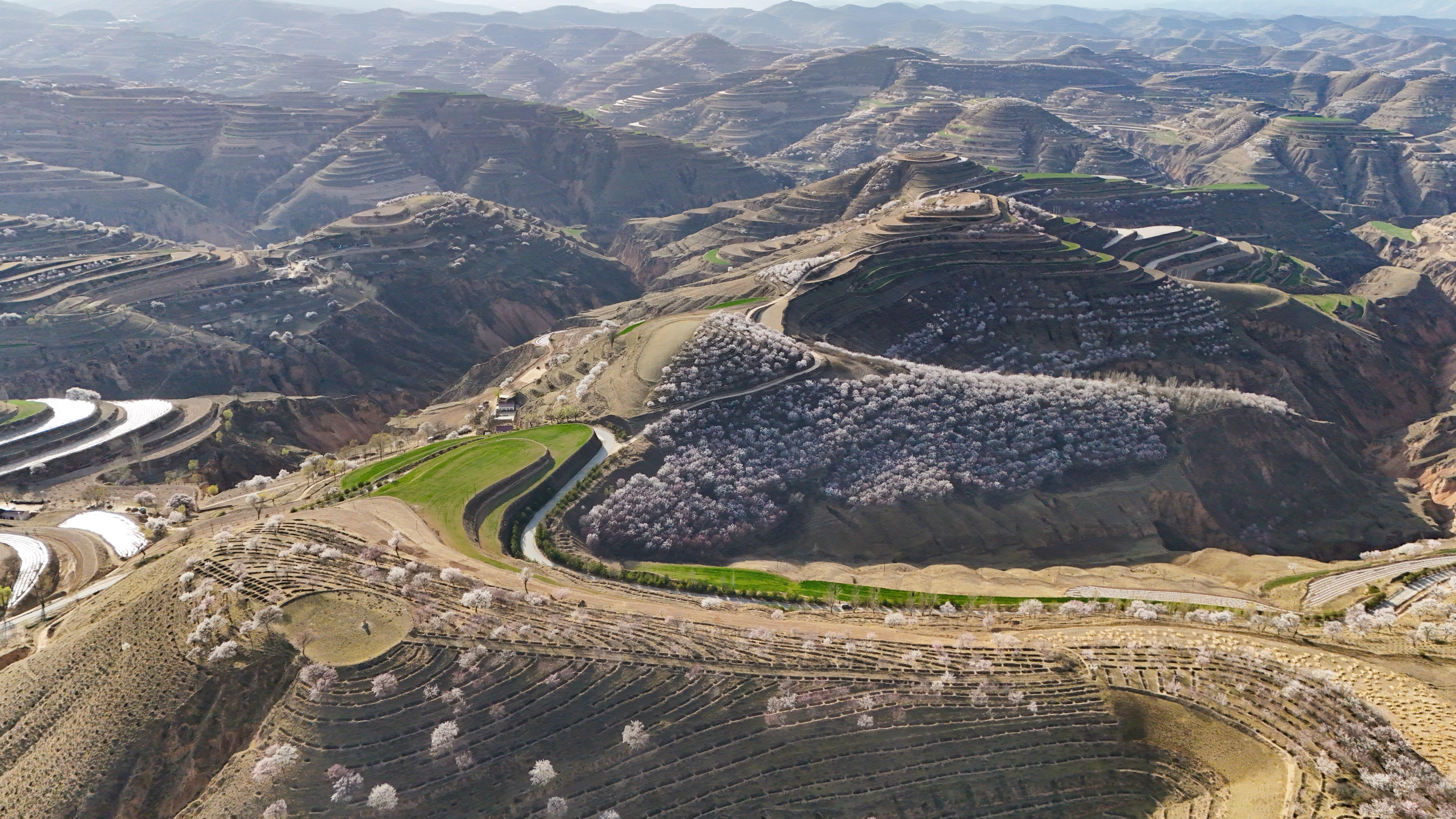【摄影报道】风拂陇原 环县杏花染春山