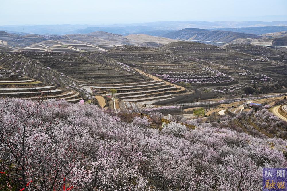 【摄影报道】第二十二届宁夏六盘山山花节暨农文旅商体促消费活动启幕