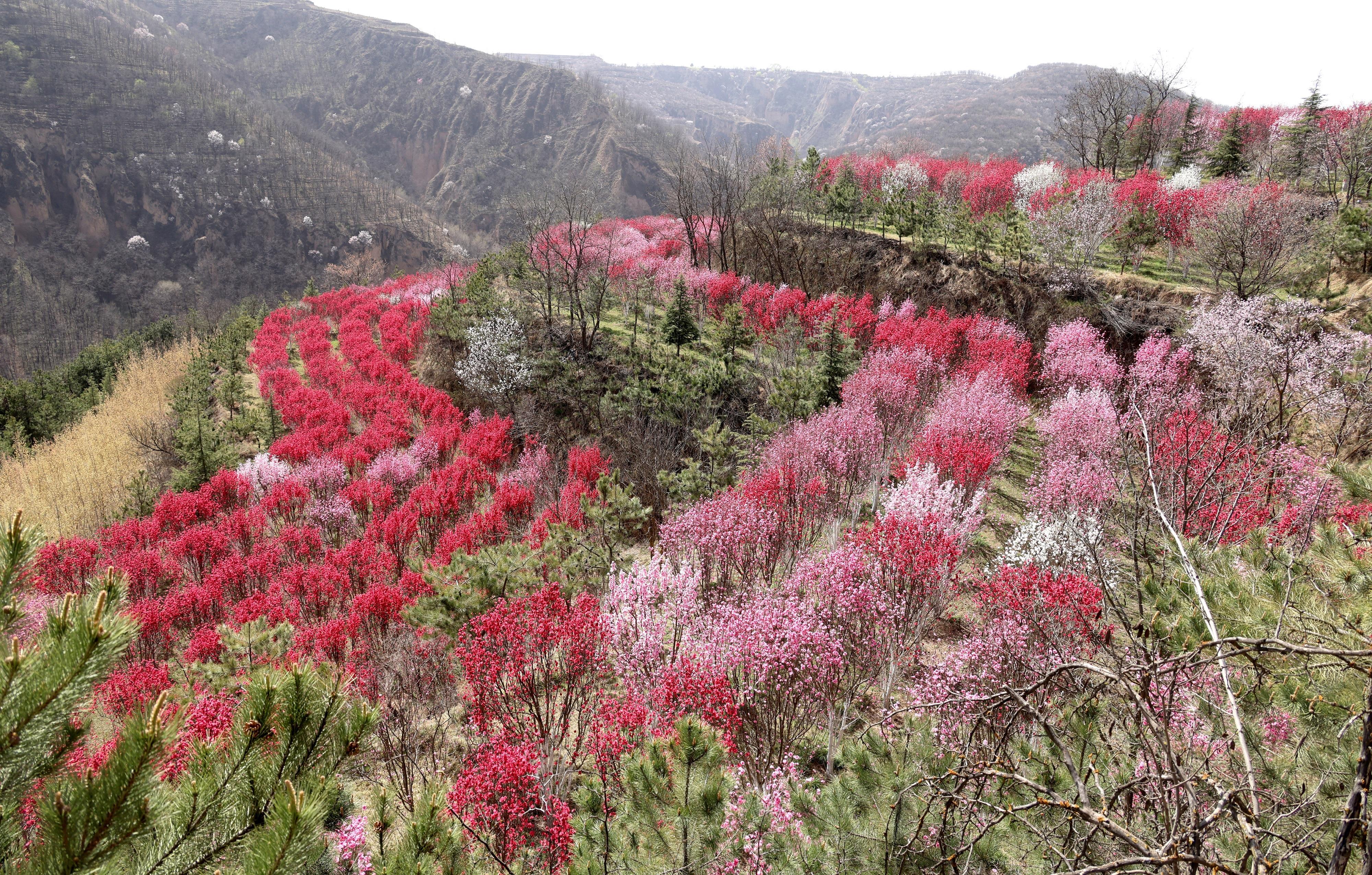 西峰区  春日花如海  美景醉游人