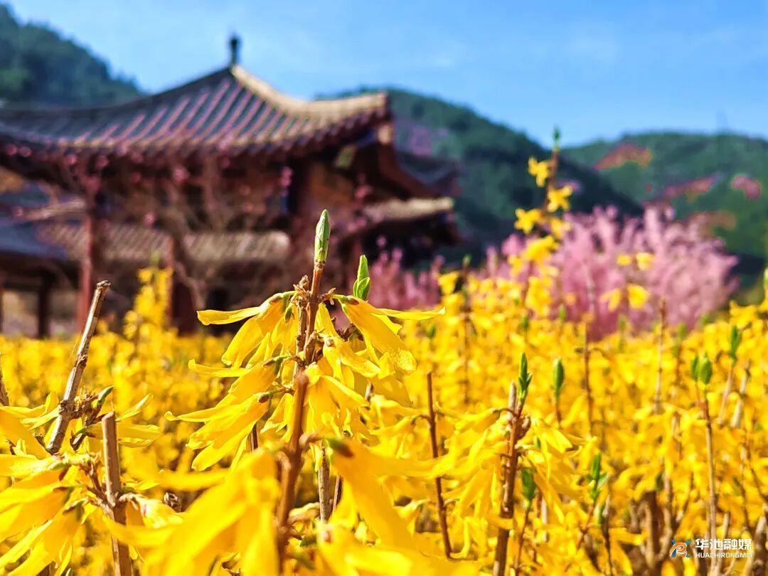 【摄影报道】春日限定浪漫