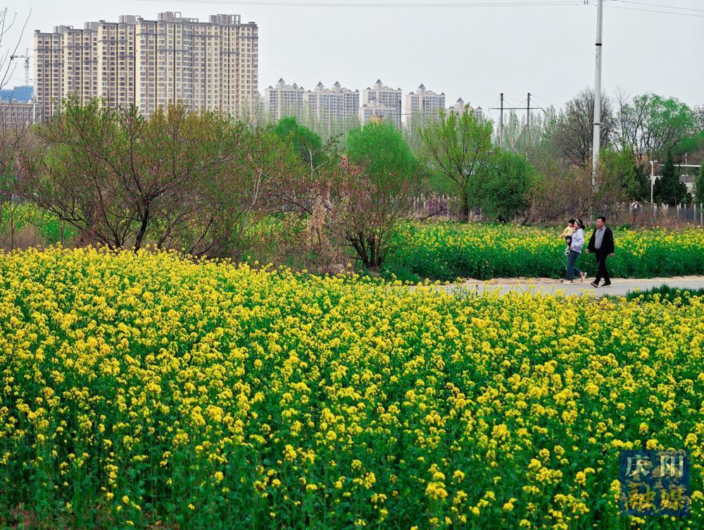 【视觉庆阳】西峰：花开四月天