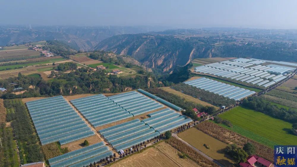深耕特色农业 赋能乡村振兴——庆阳市现代农业提质增效活力迸发